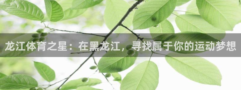 动感熊猫体育公园：龙江体育之星：在黑龙江，寻找属于你的运动梦想